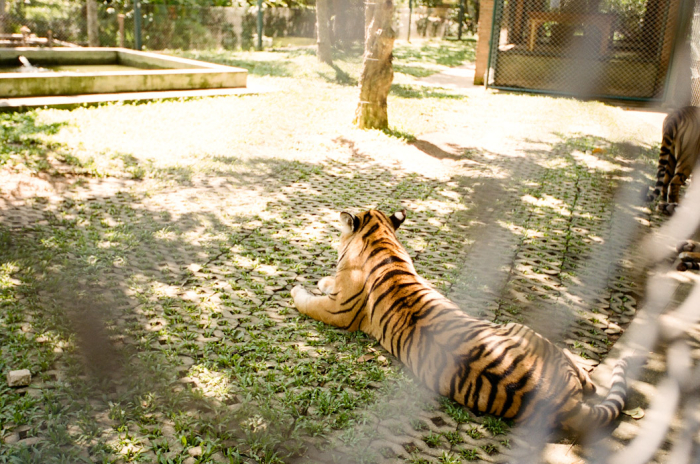 Tiger-Kingdom-Chiang-Mai-Thailand-700x464